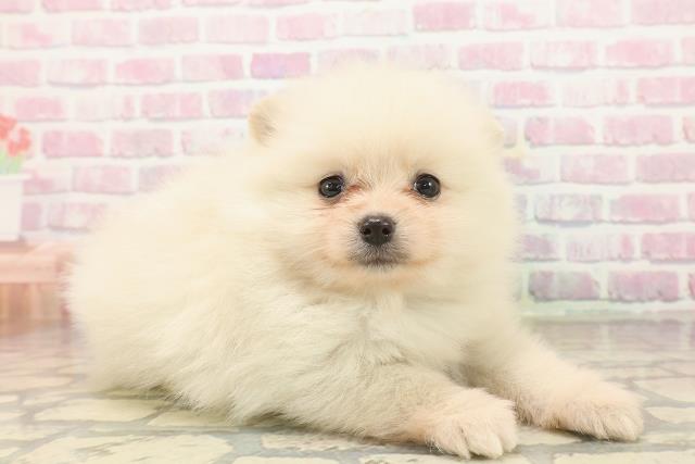 東京都のポメラニアン (Coo&RIKU新宿三丁目店/2025年9月21日生まれ/男の子/クリーム)の子犬の3枚目の画像