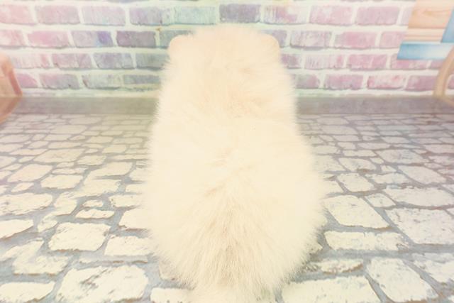 東京都のポメラニアン (Coo&RIKU新宿三丁目店/2025年9月21日生まれ/男の子/クリーム)の子犬の4枚目の画像