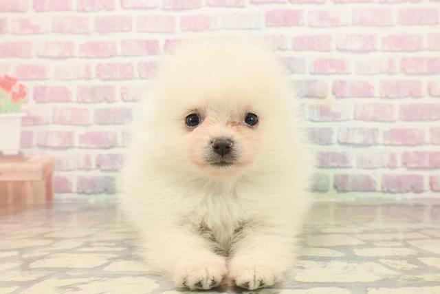 東京都のポメラニアン (Coo&RIKU大久保店/2025年9月21日生まれ/男の子/クリーム)の子犬の1枚目の画像
