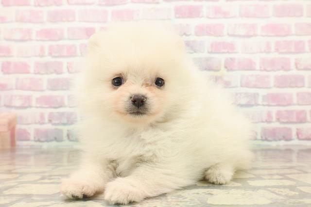 東京都のポメラニアン (Coo&RIKU大久保店/2025年9月21日生まれ/男の子/クリーム)の子犬の2枚目の画像