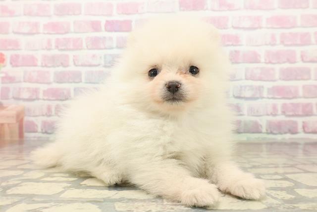 東京都のポメラニアン (Coo&RIKU大久保店/2025年9月21日生まれ/男の子/クリーム)の子犬の3枚目の画像