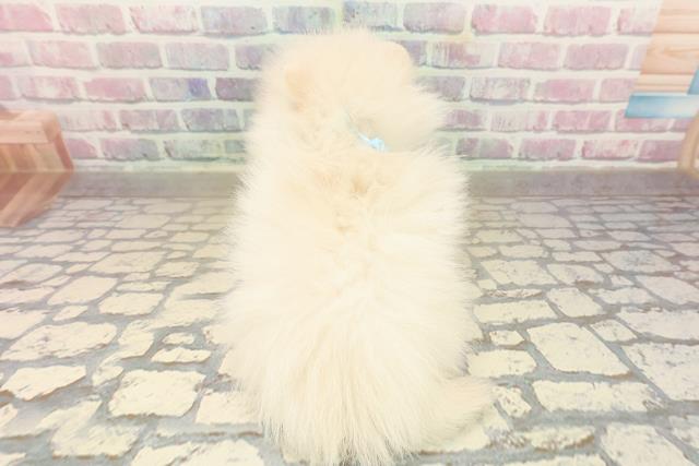 東京都のポメラニアン (Coo&RIKU大久保店/2025年9月21日生まれ/男の子/クリーム)の子犬の4枚目の画像