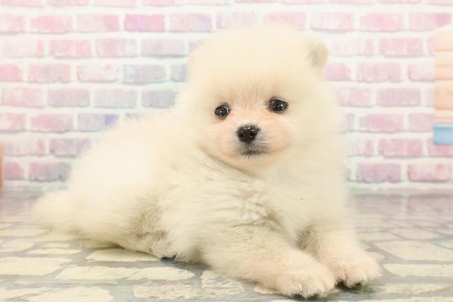 東京都のポメラニアン (Coo&RIKU自由が丘店/2025年9月21日生まれ/女の子/クリーム)の子犬の3枚目の画像
