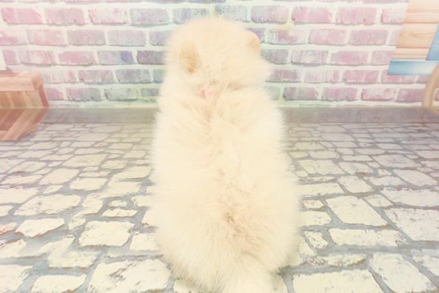 東京都のポメラニアン (Coo&RIKU自由が丘店/2025年9月21日生まれ/女の子/クリーム)の子犬の4枚目の画像