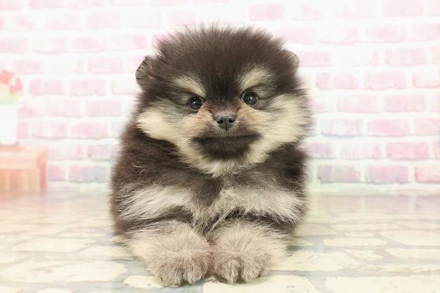 東京都のポメラニアン (Coo&RIKU高円寺店/2025年9月24日生まれ/男の子/ブラックタン)の子犬の1枚目の画像