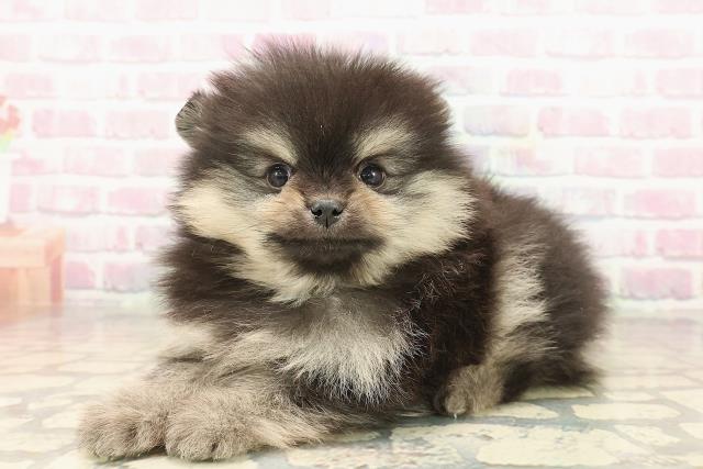東京都のポメラニアン (Coo&RIKU高円寺店/2025年9月24日生まれ/男の子/ブラックタン)の子犬の2枚目の画像
