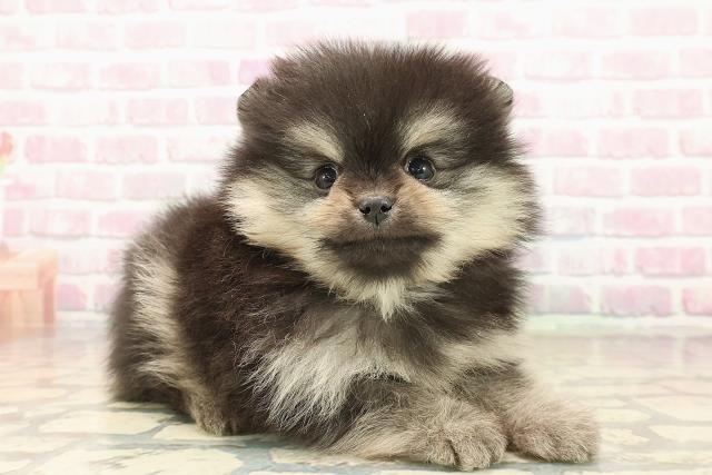 東京都のポメラニアン (Coo&RIKU高円寺店/2025年9月24日生まれ/男の子/ブラックタン)の子犬の3枚目の画像