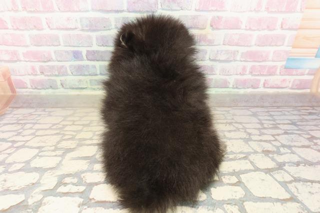 東京都のポメラニアン (Coo&RIKU高円寺店/2025年9月24日生まれ/男の子/ブラックタン)の子犬の4枚目の画像