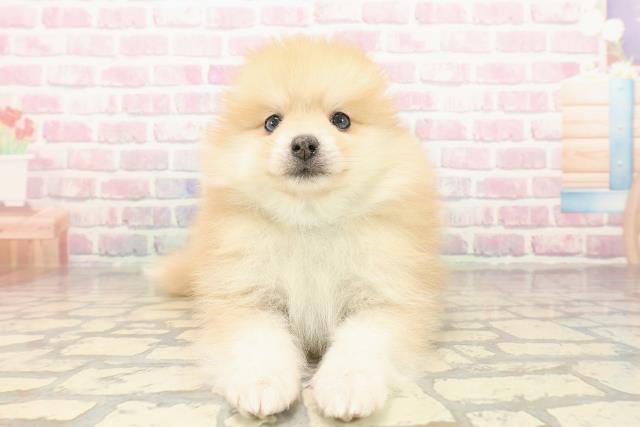 神奈川県のポメラニアン (Coo&RIKU藤沢店/2025年9月24日生まれ/男の子/オレンジ)の子犬の1枚目の画像