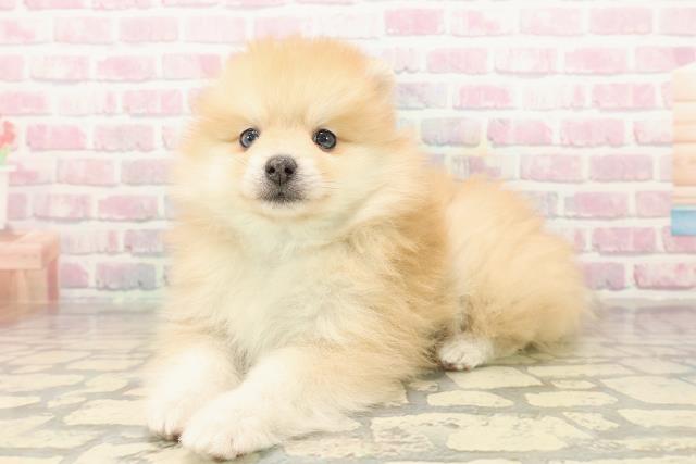 神奈川県のポメラニアン (Coo&RIKU藤沢店/2025年9月24日生まれ/男の子/オレンジ)の子犬の2枚目の画像