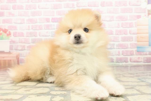 神奈川県のポメラニアン (Coo&RIKU藤沢店/2025年9月24日生まれ/男の子/オレンジ)の子犬の3枚目の画像