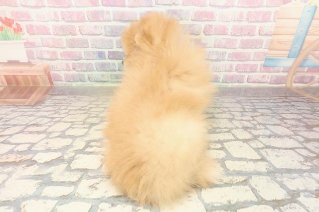 神奈川県のポメラニアン (Coo&RIKU藤沢店/2025年9月24日生まれ/男の子/オレンジ)の子犬の4枚目の画像