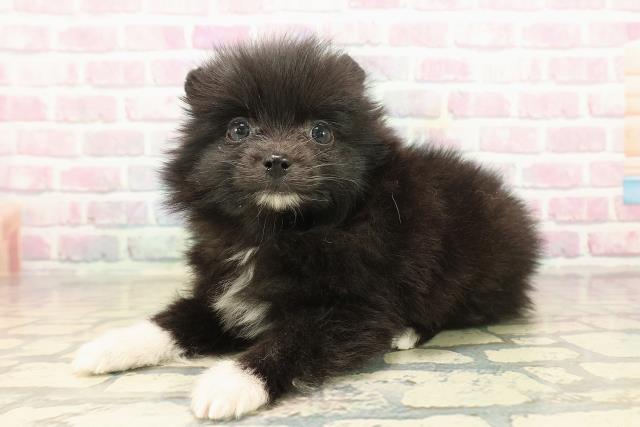 山梨県のポメラニアン (Coo&RIKU甲府昭和通り店/2025年9月24日生まれ/男の子/ブラックホワイト)の子犬の2枚目の画像