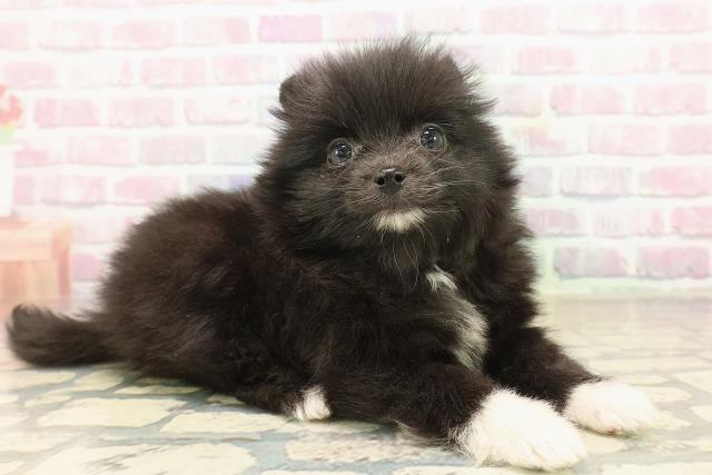 山梨県のポメラニアン (Coo&RIKU甲府昭和通り店/2025年9月24日生まれ/男の子/ブラックホワイト)の子犬の3枚目の画像