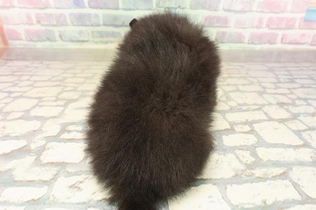 山梨県のポメラニアン (Coo&RIKU甲府昭和通り店/2025年9月24日生まれ/男の子/ブラックホワイト)の子犬の4枚目の画像