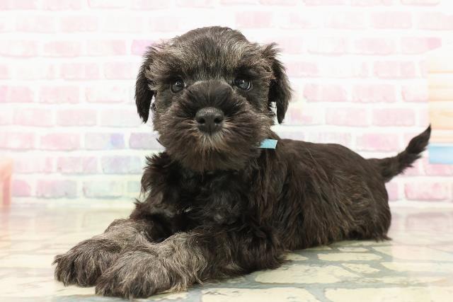 埼玉県のミニチュアシュナウザー (Coo&RIKUヤオコー幸手店/2025年9月15日生まれ/男の子/ソルトペッパー)の子犬の2枚目の画像