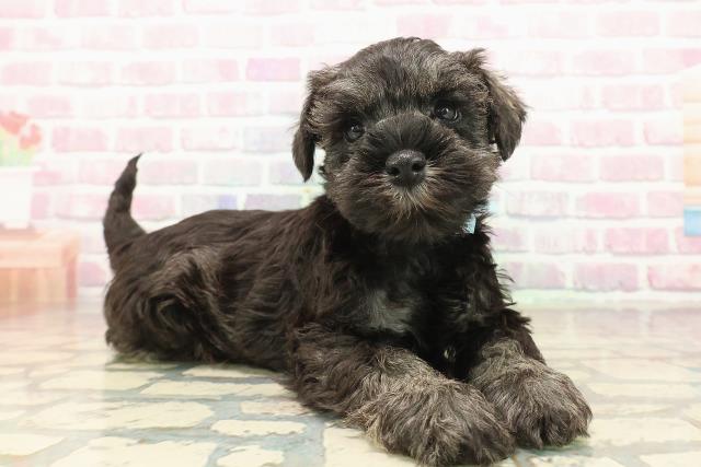 埼玉県のミニチュアシュナウザー (Coo&RIKUヤオコー幸手店/2025年9月15日生まれ/男の子/ソルトペッパー)の子犬の3枚目の画像