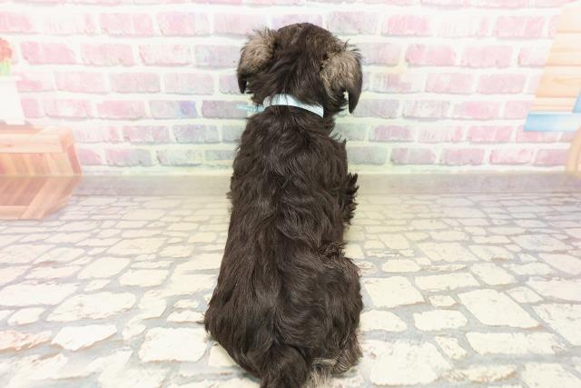 埼玉県のミニチュアシュナウザー (Coo&RIKUヤオコー幸手店/2025年9月15日生まれ/男の子/ソルトペッパー)の子犬の4枚目の画像