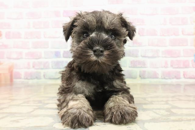 東京都のミニチュアシュナウザー (Coo&RIKU中野サンモール店/2025年9月15日生まれ/女の子/ソルトペッパー)の子犬の1枚目の画像