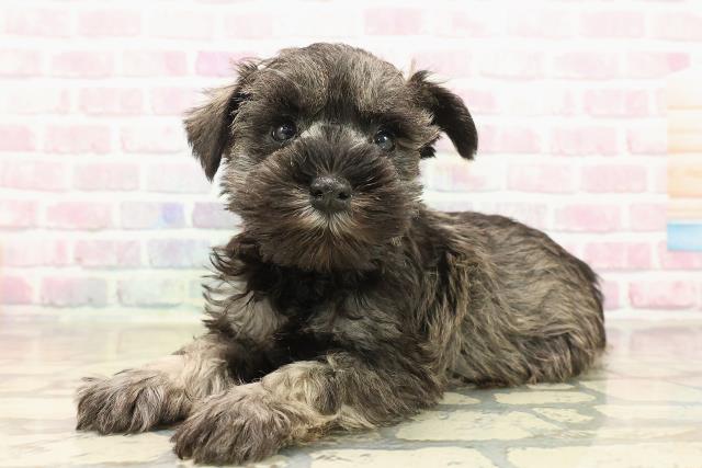 東京都のミニチュアシュナウザー (Coo&RIKU中野サンモール店/2025年9月15日生まれ/女の子/ソルトペッパー)の子犬の2枚目の画像