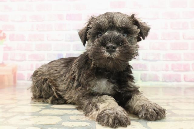 東京都のミニチュアシュナウザー (Coo&RIKU中野サンモール店/2025年9月15日生まれ/女の子/ソルトペッパー)の子犬の3枚目の画像