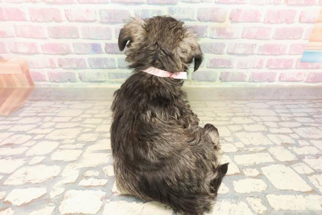 東京都のミニチュアシュナウザー (Coo&RIKU中野サンモール店/2025年9月15日生まれ/女の子/ソルトペッパー)の子犬の4枚目の画像