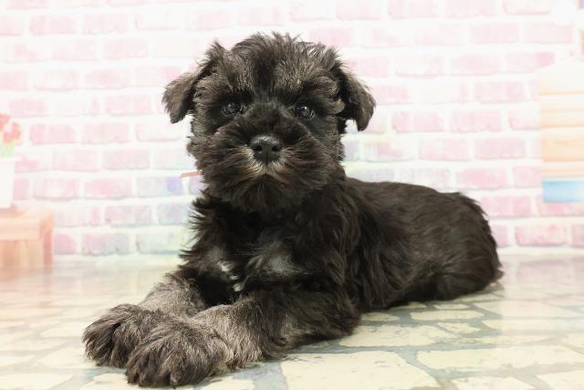 東京都のミニチュアシュナウザー (Coo&RIKU池袋西口店/2025年9月15日生まれ/女の子/ソルトペッパー)の子犬の2枚目の画像