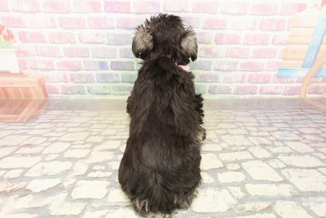 東京都のミニチュアシュナウザー (Coo&RIKU池袋西口店/2025年9月15日生まれ/女の子/ソルトペッパー)の子犬の4枚目の画像