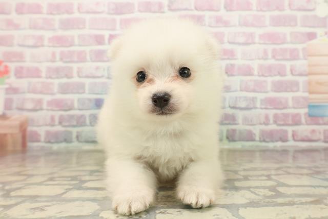 埼玉県の日本スピッツ (Coo&RIKU川口戸塚店/2025年9月23日生まれ/男の子/ホワイト)の子犬