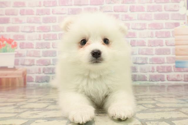 埼玉県の日本スピッツ (Coo&RIKU春日部店/2025年9月23日生まれ/男の子/ホワイト)の子犬の1枚目の画像