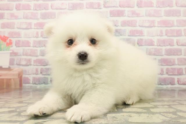 埼玉県の日本スピッツ (Coo&RIKU春日部店/2025年9月23日生まれ/男の子/ホワイト)の子犬の2枚目の画像