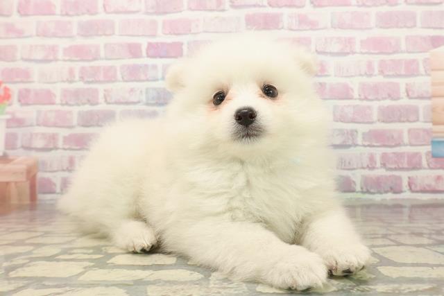 埼玉県の日本スピッツ (Coo&RIKU春日部店/2025年9月23日生まれ/男の子/ホワイト)の子犬の3枚目の画像