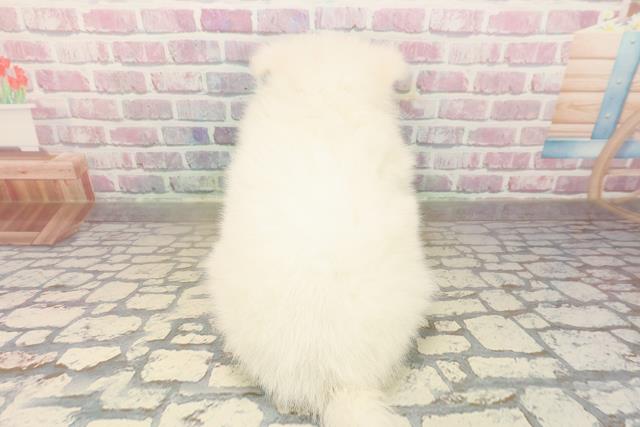 埼玉県の日本スピッツ (Coo&RIKU春日部店/2025年9月23日生まれ/男の子/ホワイト)の子犬の4枚目の画像