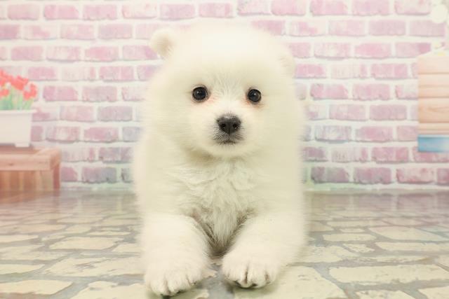 東京都の日本スピッツ (Coo&RIKU中野サンモール店/2025年9月23日生まれ/女の子/ホワイト)の子犬の1枚目の画像