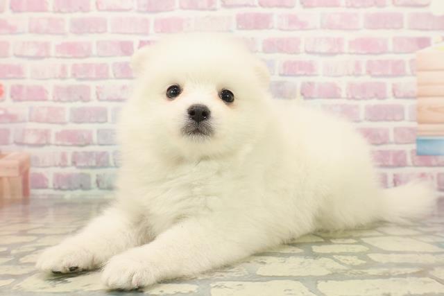 東京都の日本スピッツ (Coo&RIKU中野サンモール店/2025年9月23日生まれ/女の子/ホワイト)の子犬の2枚目の画像