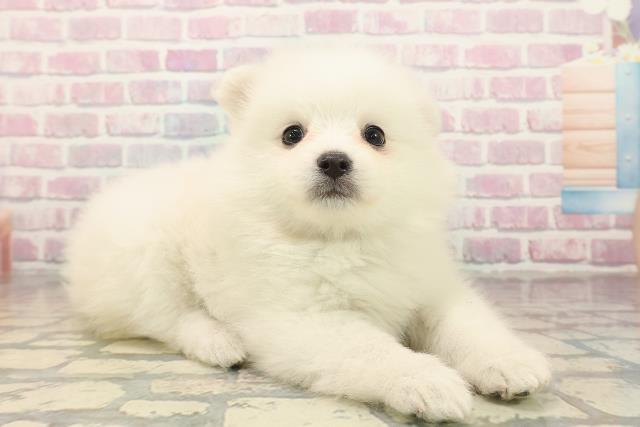 東京都の日本スピッツ (Coo&RIKU中野サンモール店/2025年9月23日生まれ/女の子/ホワイト)の子犬の3枚目の画像