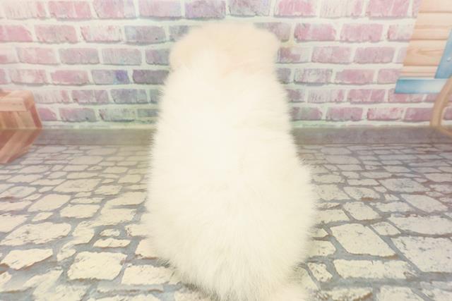 東京都の日本スピッツ (Coo&RIKU中野サンモール店/2025年9月23日生まれ/女の子/ホワイト)の子犬の4枚目の画像