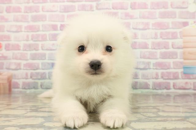 東京都の日本スピッツ (Coo&RIKU新小岩店/2025年9月23日生まれ/女の子/ホワイト)の子犬の1枚目の画像