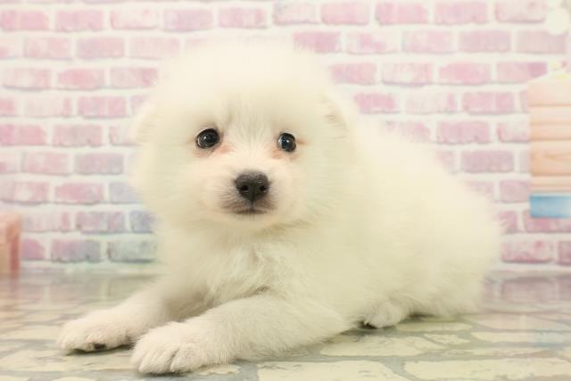 東京都の日本スピッツ (Coo&RIKU新小岩店/2025年9月23日生まれ/女の子/ホワイト)の子犬の2枚目の画像