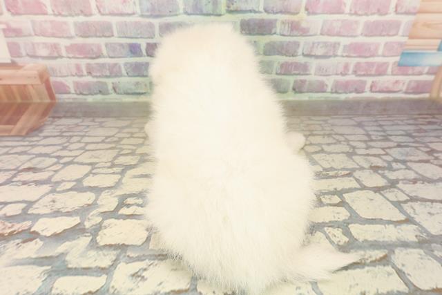 東京都の日本スピッツ (Coo&RIKU新小岩店/2025年9月23日生まれ/女の子/ホワイト)の子犬の4枚目の画像