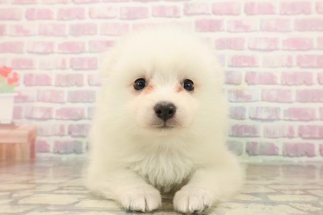 静岡県の日本スピッツ (Coo&RIKU沼津店/2025年9月23日生まれ/女の子/ホワイト)の子犬の1枚目の画像