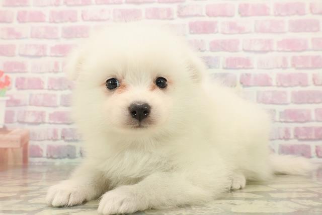 静岡県の日本スピッツ (Coo&RIKU沼津店/2025年9月23日生まれ/女の子/ホワイト)の子犬の2枚目の画像