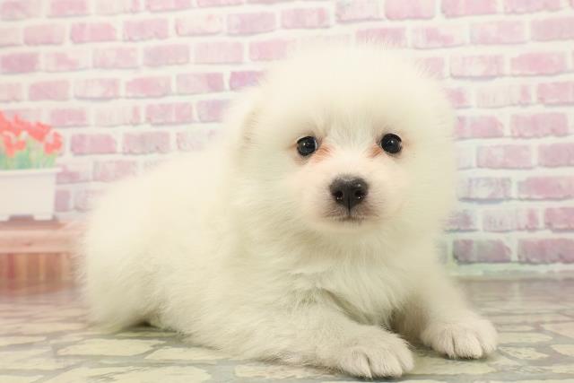 静岡県の日本スピッツ (Coo&RIKU沼津店/2025年9月23日生まれ/女の子/ホワイト)の子犬の3枚目の画像