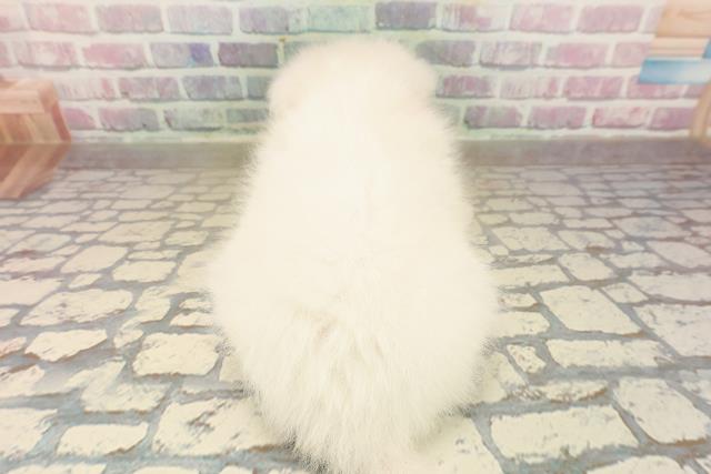 静岡県の日本スピッツ (Coo&RIKU沼津店/2025年9月23日生まれ/女の子/ホワイト)の子犬の4枚目の画像