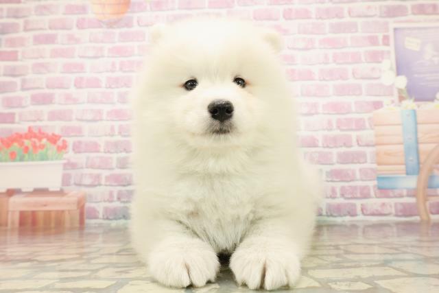 静岡県のサモエド (Coo&RIKU静岡SBS通り店/2025年9月17日生まれ/男の子/ホワイト)の子犬