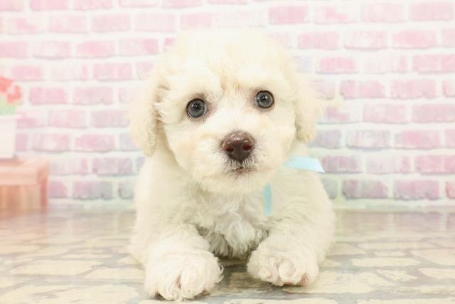 埼玉県のビションフリーゼ (Coo&RIKU岩槻店/2025年9月21日生まれ/男の子/ホワイト)の子犬の1枚目の画像