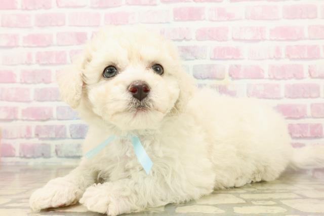 埼玉県のビションフリーゼ (Coo&RIKU岩槻店/2025年9月21日生まれ/男の子/ホワイト)の子犬の2枚目の画像