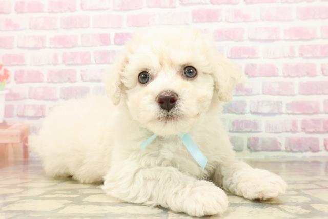 埼玉県のビションフリーゼ (Coo&RIKU岩槻店/2025年9月21日生まれ/男の子/ホワイト)の子犬の3枚目の画像