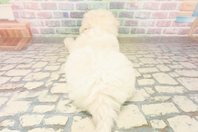 埼玉県のビションフリーゼ (Coo&RIKU岩槻店/2025年9月21日生まれ/男の子/ホワイト)の子犬の4枚目の画像