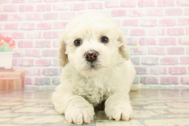 静岡県のビションフリーゼ (Coo&RIKU浜松店/2025年9月21日生まれ/男の子/ホワイト)の子犬の1枚目の画像